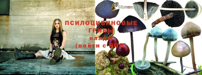 дарк нет клад  продажа наркотиков  Белая Холуница  Псилоцибиновые грибы Psilocybine cubensis 